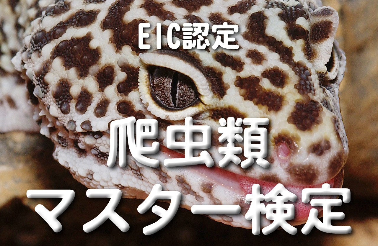 みける様専用) エキゾチック診療 28,29,31 まとめ買い 40.0%割引