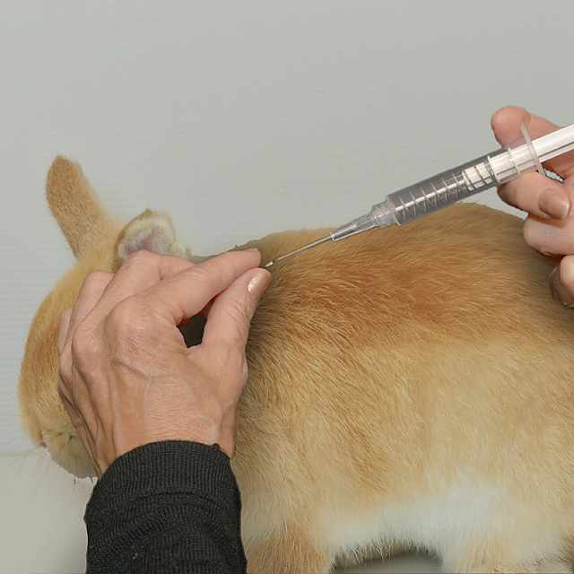 Surgery of Exotic Animals 獣医　エキゾチック Surgery of Exotic Animals: 9781119139584: Medicine & Health