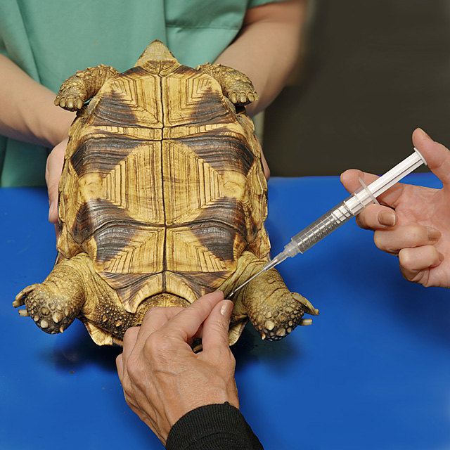 エキゾチックインフォメーションセンター：エキゾチックアニマルの総合